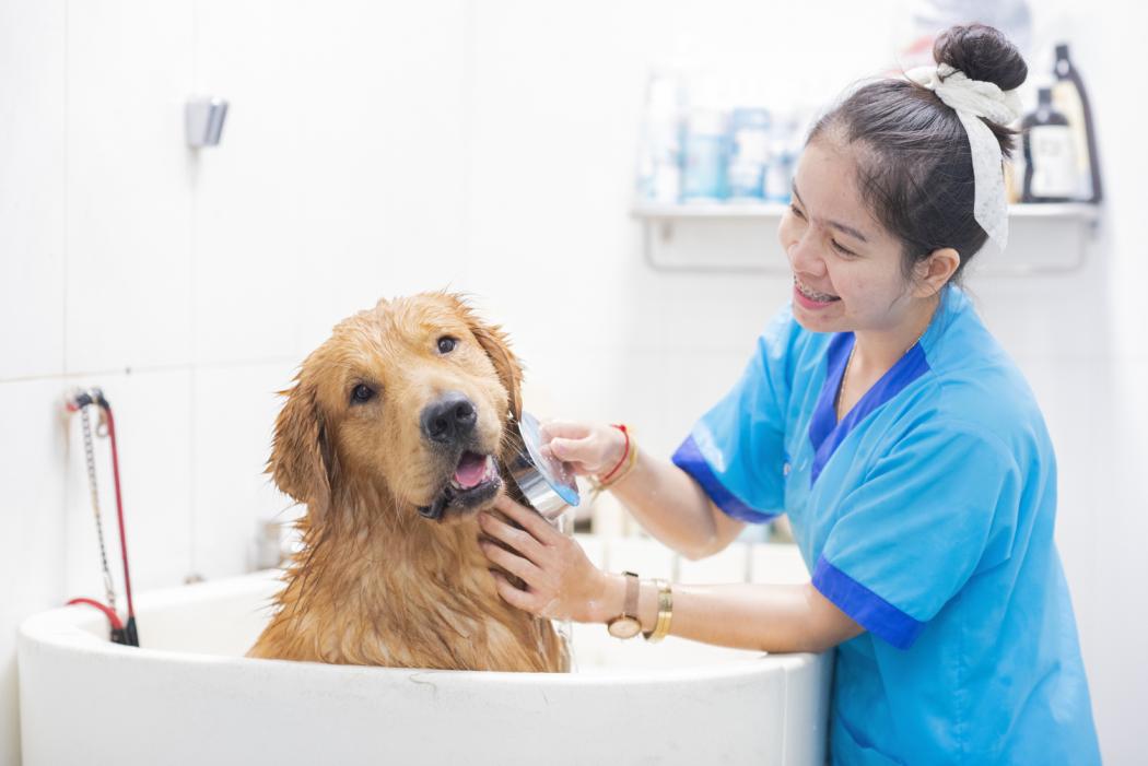 pet care