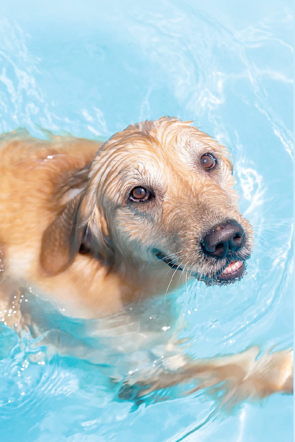 pet care