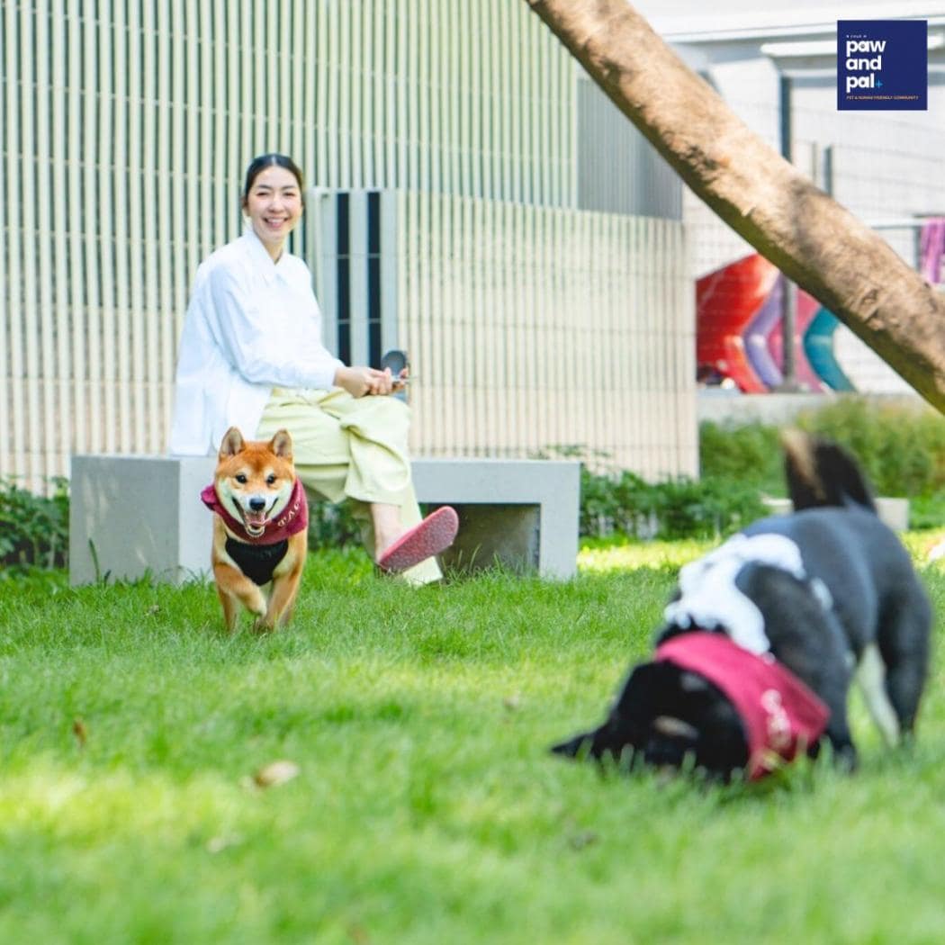 pet care